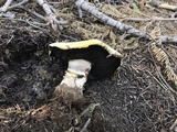 Agaricus moronii image