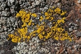 Candelariella rosulans image