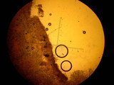 Tricharina praecox var. intermedia image