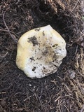 Agaricus moronii image