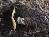Agaricus moronii image