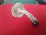 Lactarius imperceptus image