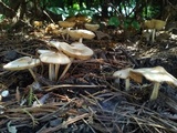Megacollybia rodmanii image