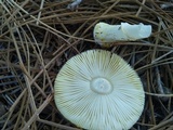 Amanita flavorubens image