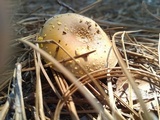 Amanita flavorubens image
