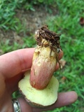 Boletus patrioticus image