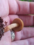Inocybe unicolor image