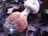 Amanita daucipes image