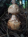 Amanita daucipes image