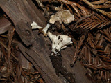 Cotylidia diaphana image