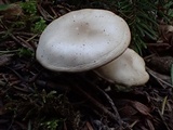 Clitocybe radicellata image