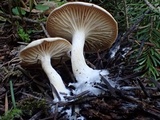 Clitocybe radicellata image