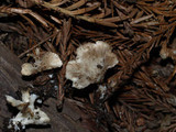 Cotylidia diaphana image