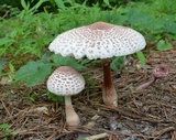 Leucoagaricus americanus image