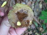 Boletus auripes image