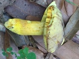 Boletus auripes image
