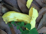 Boletus auripes image