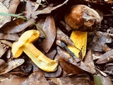Boletus auripes image