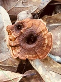 Coltricia cinnamomea image