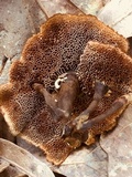 Coltricia cinnamomea image