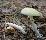Amanita velatipes image