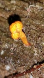 Ophiocordyceps ferruginosa image