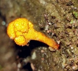 Ophiocordyceps ferruginosa image