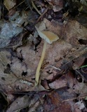 Hygrocybe psittacina var. perplexa image