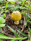 Amanita flavorubens image