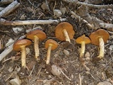 Cortinarius thiersii image