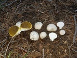 Gastropila fumosa image