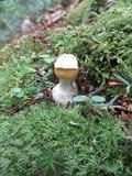 Amanita praecox image