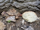 Fomitopsis mounceae image