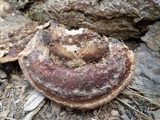 Fomitopsis mounceae image