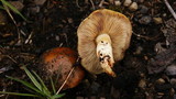 Pholiota highlandensis image