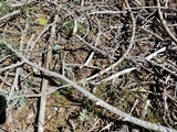 Boletus rex-veris image