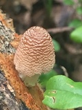 Coprinellus domesticus image
