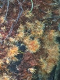 Coprinellus domesticus image