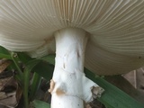 Amanita brunnescens image