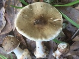 Amanita brunnescens image