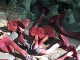 Cortinarius marylandensis image