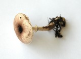Lepiota flammeatincta image