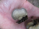 Hohenbuehelia mastrucata image
