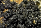 Caloplaca albovariegata image