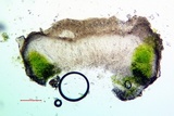 Caloplaca albovariegata image