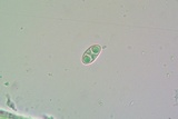 Caloplaca albovariegata image