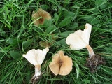 Clitocybe squamulosa image