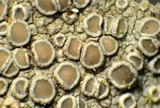 Lecanora pacifica image