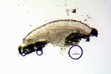 Lecanora pacifica image