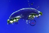 Lecanora pacifica image